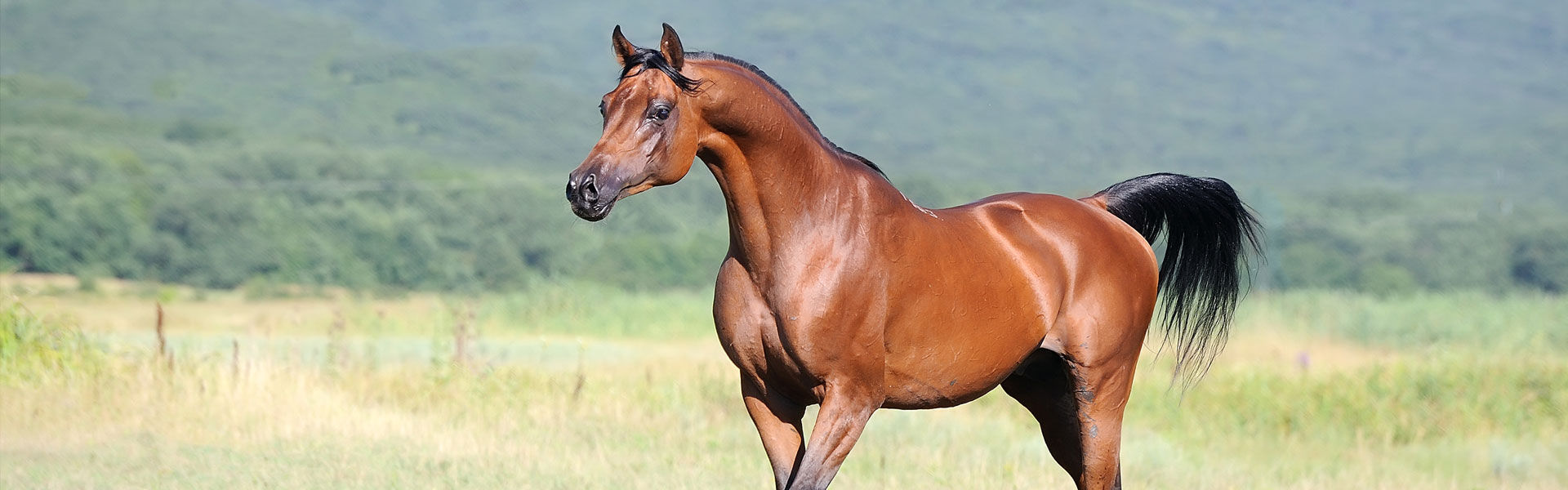 alternative Tierheilmittel für ihr Pferd